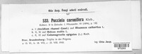 Puccinia coronifera image